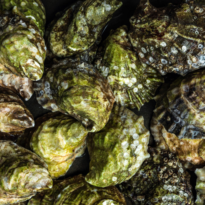 Maine Oyster Guide