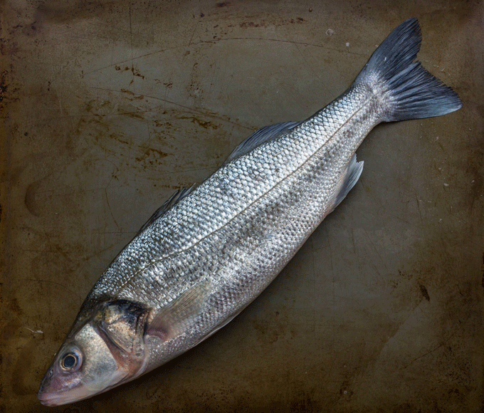 Lubina – Sea Bass from Veta la Palma