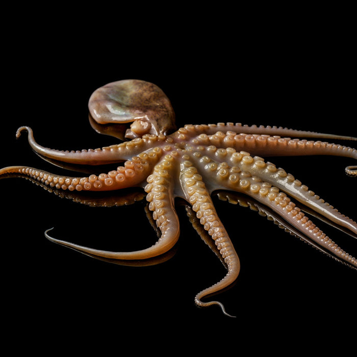 Baby Octopus - Browne Trading Company