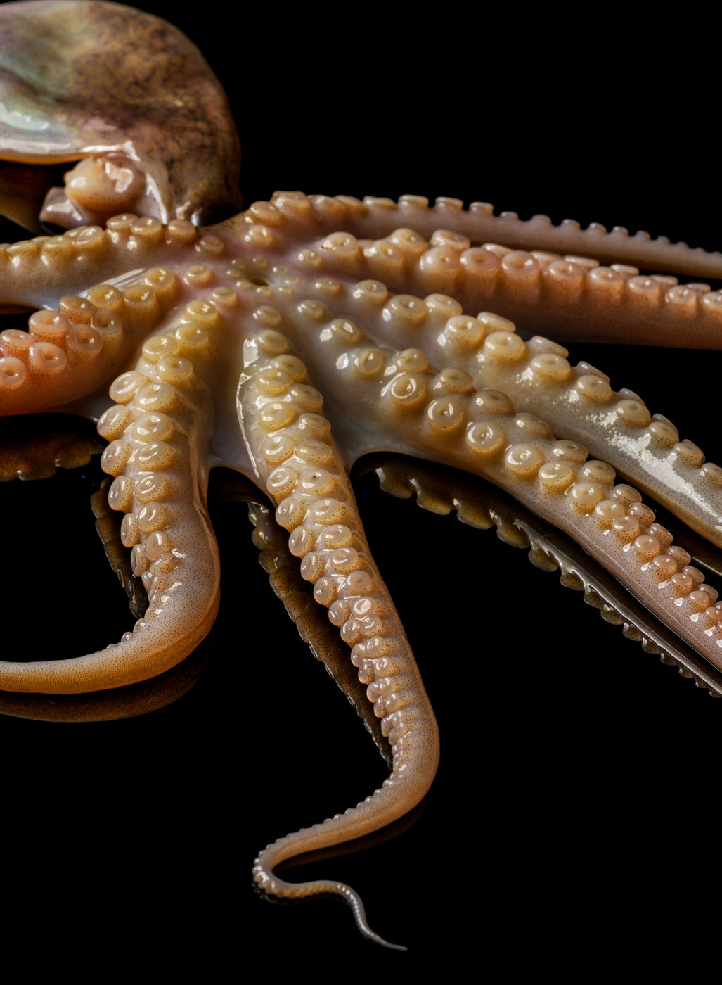 Baby Octopus - Frozen - Buy Online - Next Day Delivery
