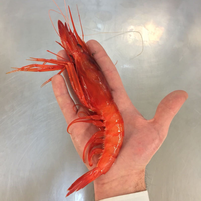 Palamós Gambas Prawns