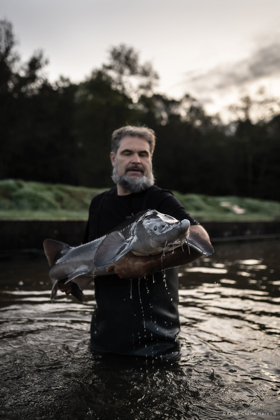 Sturia Classic Siberian Caviar - Browne Trading Company