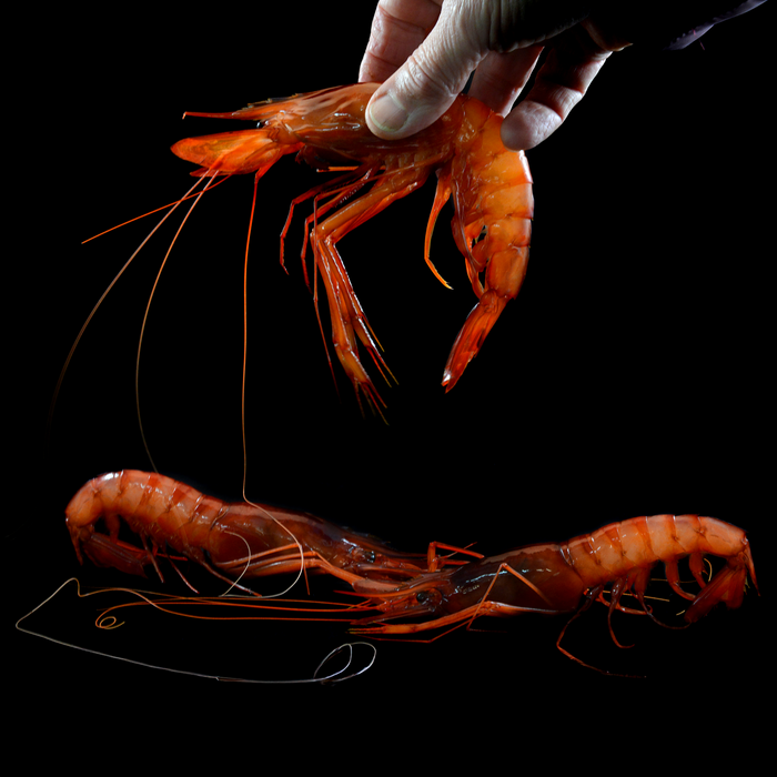 Palamós Gambas Prawns