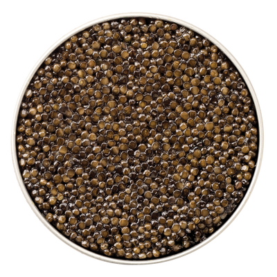 Close-up view of glossy, dark brown caviar pearls in a round tin, showcasing the firm texture of Giaveri Beluga Hybrid Caviar.