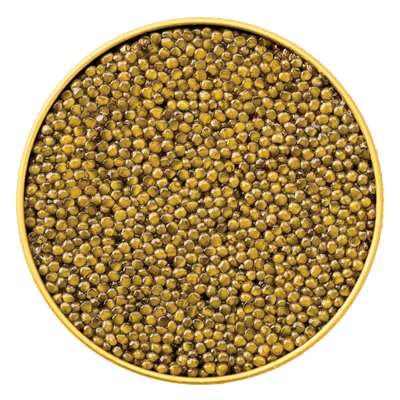 Close-up overhead view of a gold tin filled with glossy Giaveri Osetra Caviar, showcasing small, uniform bronze pearls with firm texture.