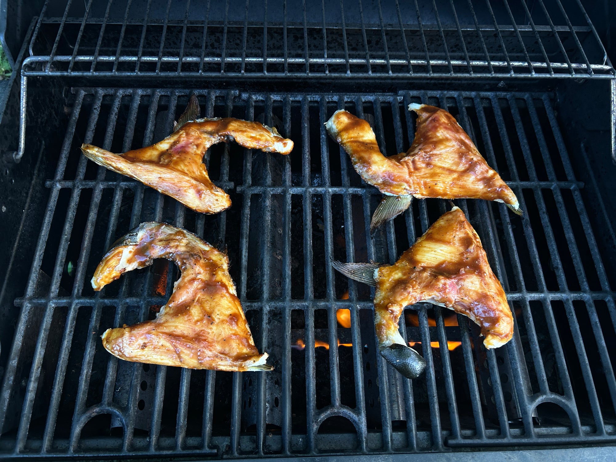 Fresh Hamachi collar from Browne Trading Company grilled to perfection, showcasing its marbled texture and rich flavor.