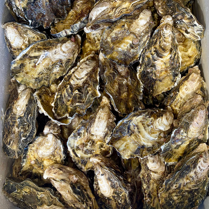 Spanish Oysters - Browne Trading Company