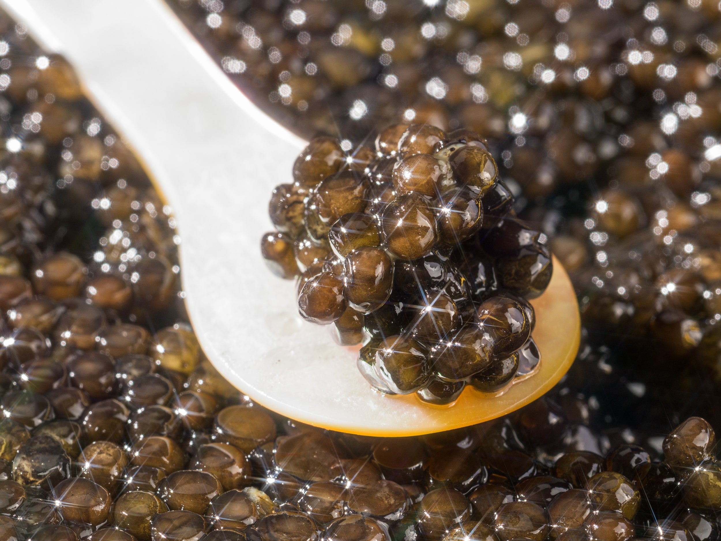 Close-up of glossy dark caviar piled on a white spoon, highlighting the shiny, translucent texture of the delicate fish eggs.
