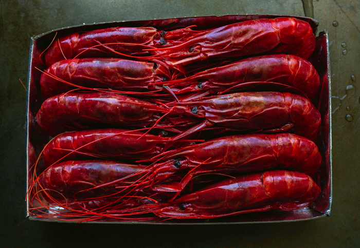 Carabineros Shrimp