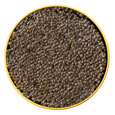 Close-up top view of a golden tin filled with glossy dark brown Siberian Supreme Caviar, showcasing the uniform texture and rich quality of the delicacy.