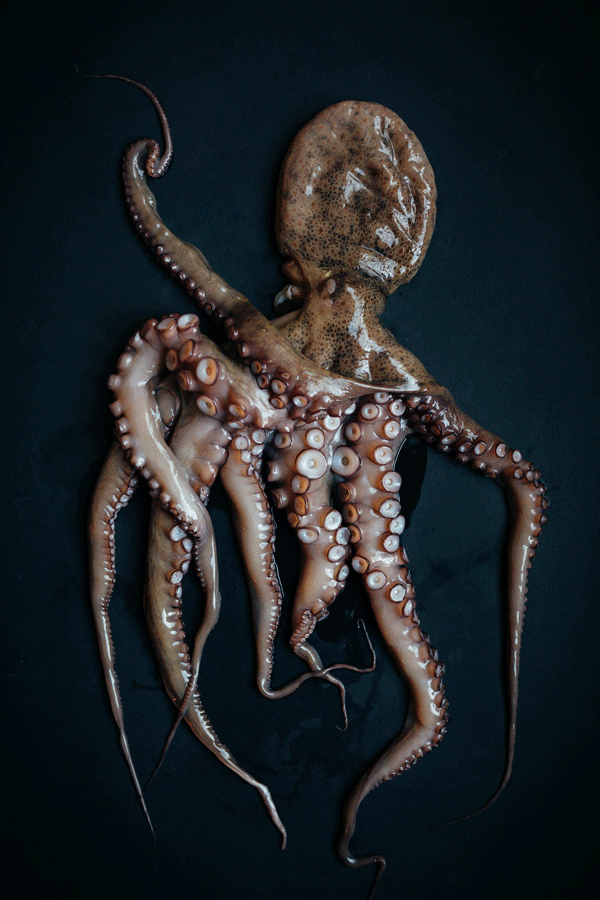 Octopus from Spain