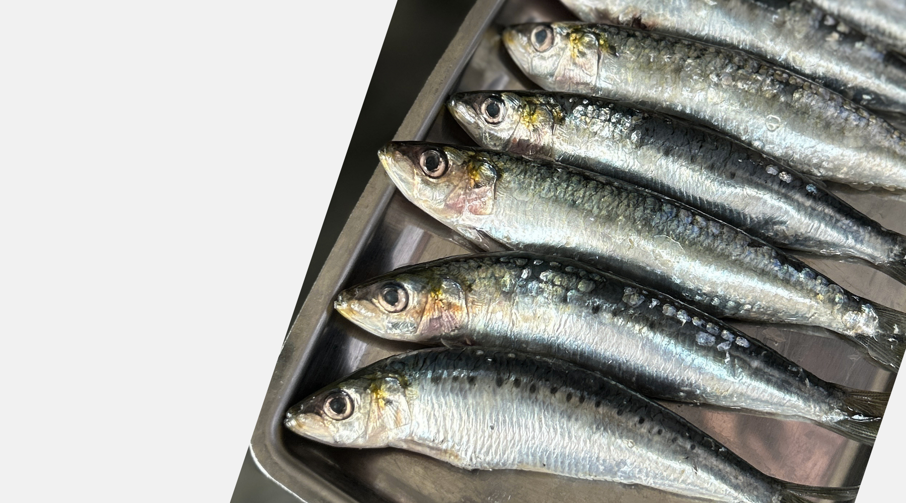 fresh raw sardines on a metal tray on a white background