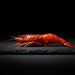 Fresh Gambero Rosso prawns from Browne Trading Company, showcasing large, vibrant pink seafood with shells intact.