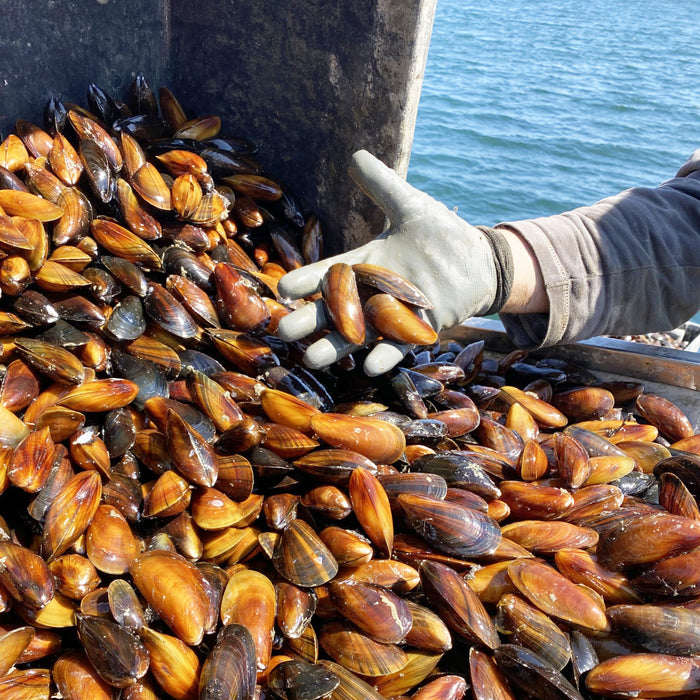 Maine Gold Mussels - Browne Trading Company