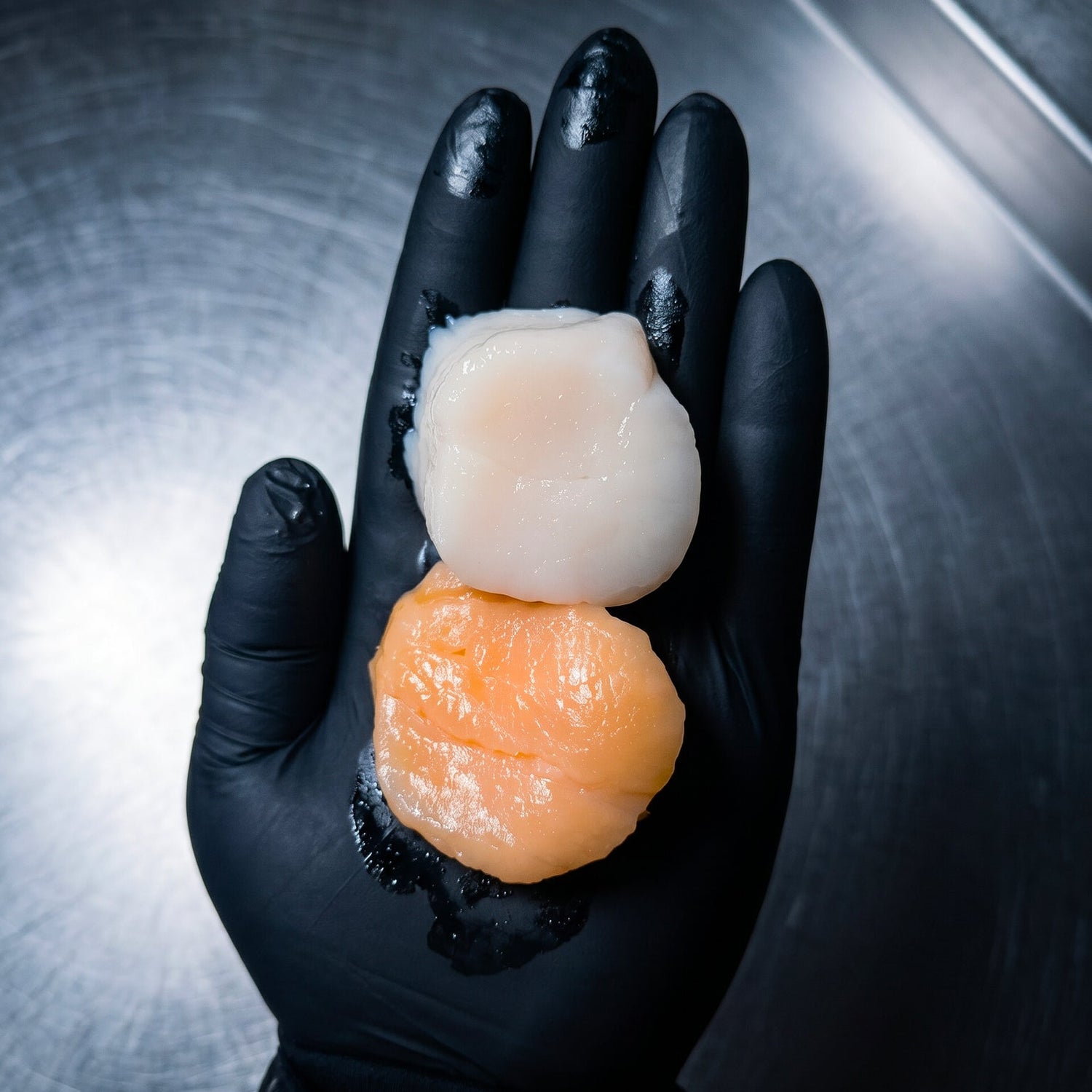 Hand wearing a black glove holding two raw scallops on a metallic surface