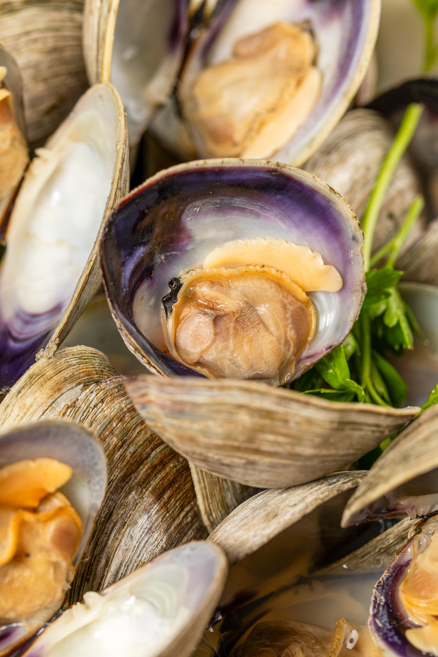 Fresh Littleneck Clams from Browne Trading Company displayed in a basket, ready for cooking or serving.