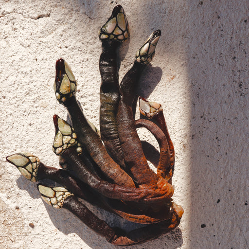 Percebes Gooseneck Barnacles - Browne Trading Company
