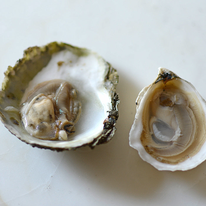 Maine Belon Oysters