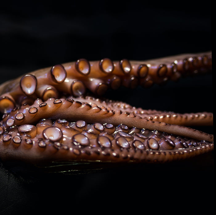 Whole Spanish Octopus