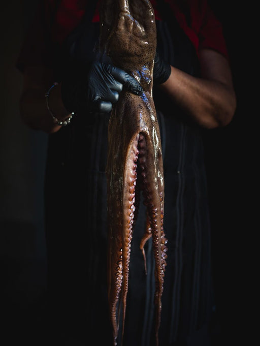 Whole spanish octopus held up