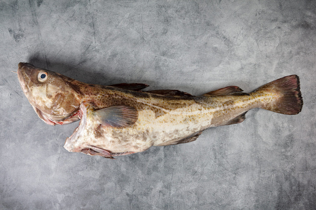 White Cod Fish