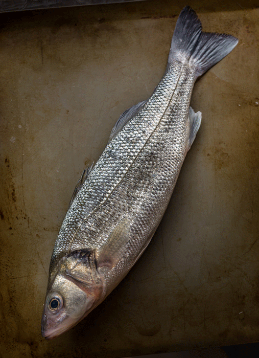 European-Sea-Bass