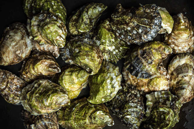 Maine Oyster Unshucked