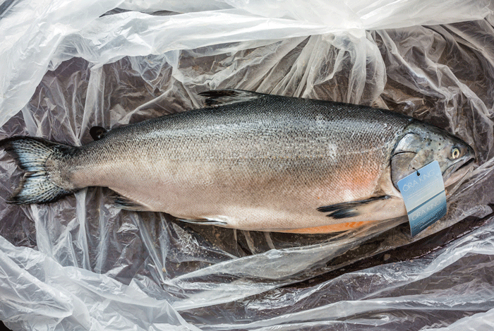 Ora King Salmon - Buy Online - Next Day Delivery — Browne Trading