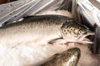 Organic Irish Salmon whole fish Wheeler Seafood 37733