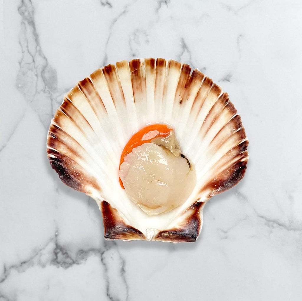 Half-Shell Scallop with Roe - Buy Online - Next Day Delivery