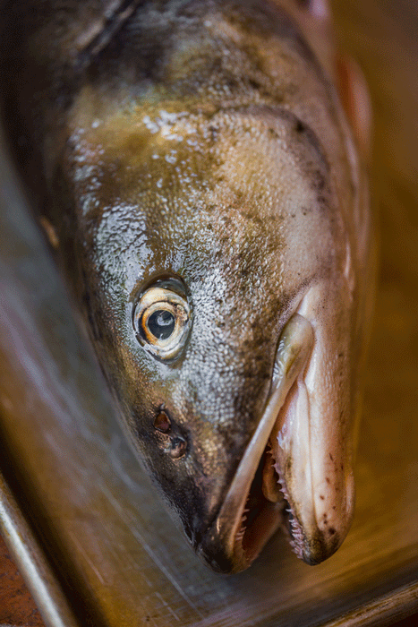 Sablefish-Closeup