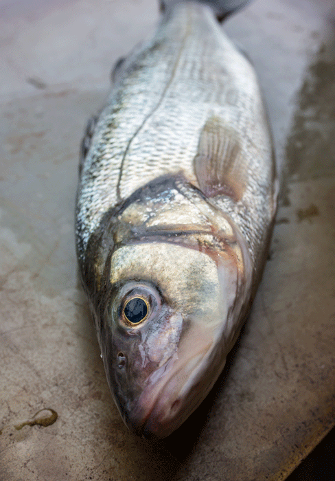 Spanish-Sea-Bass