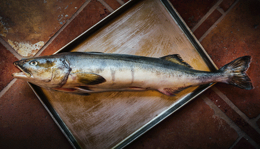 Whole fresh Sablefish with shiny silver and dark hues lying on a metal tray on a rustic tiled surface, ready for cooking or preparation.