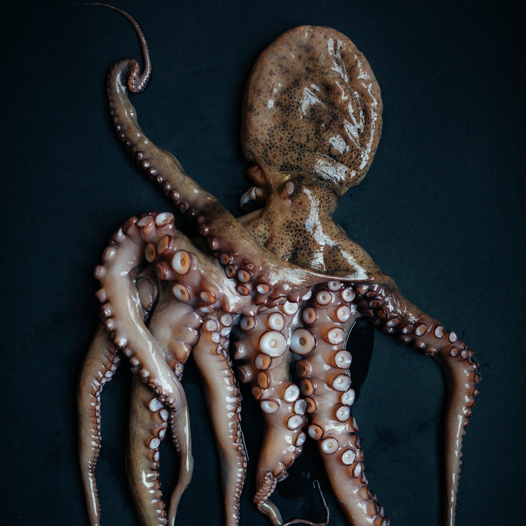 Whole Spanish Octopus - Wild - Buy Online - Next Day Delivery