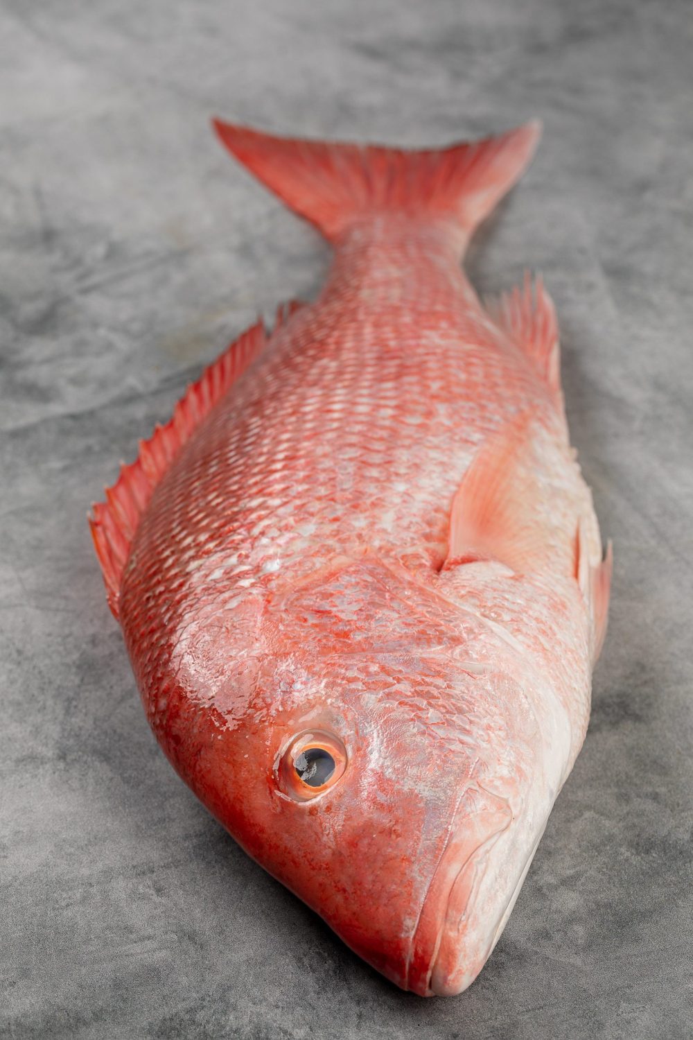 red-snapper-head-