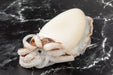 sepia-cuttlefish-single-side-dbissonnette-27